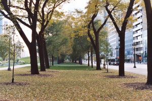 Chicago Trees