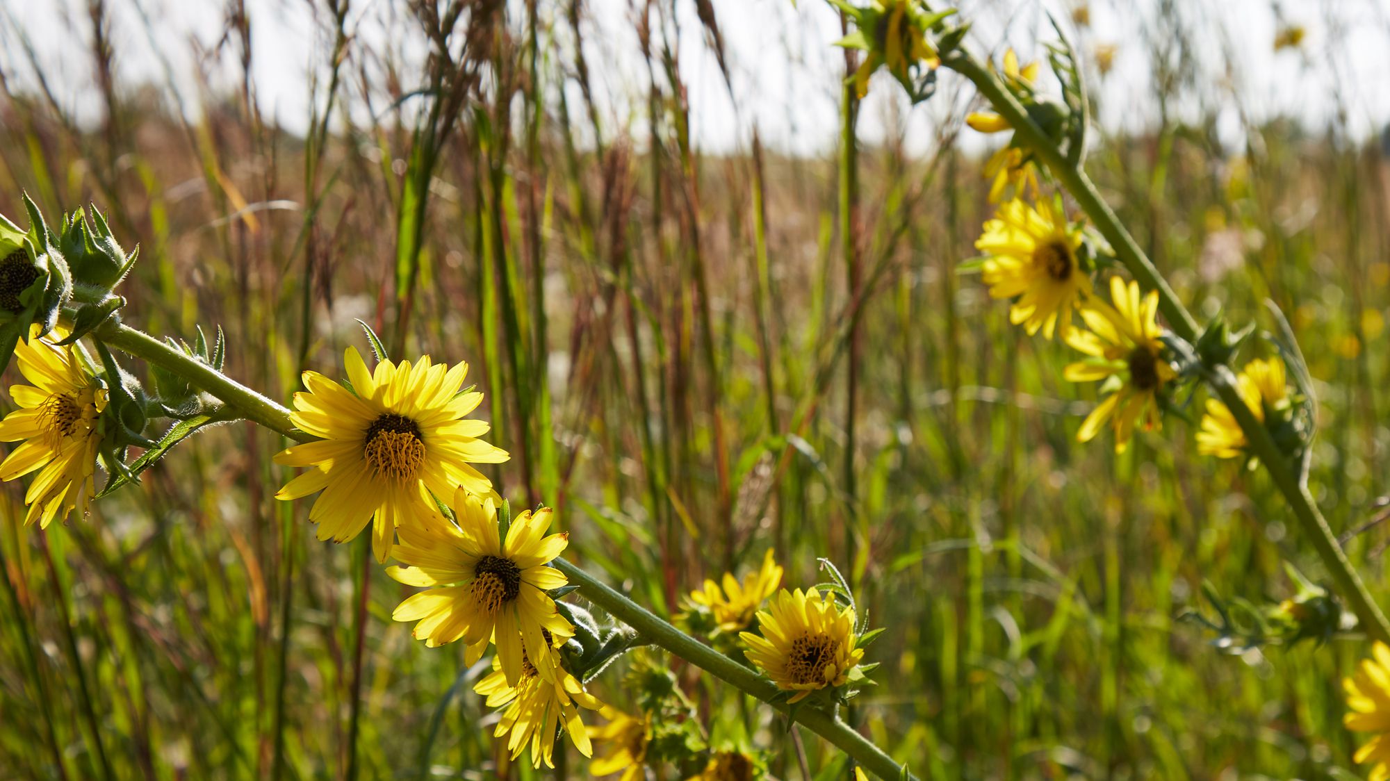 Flowers in a natural area in Will County.